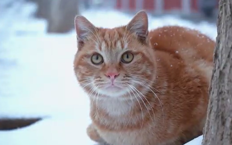 ��ѩ�������澵ͷȥ�����˵�Ӱ
����ѩ����~